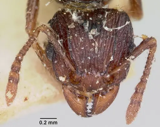 Tetramorium steinheili specimen CASENT0101801 image casent0101801_2