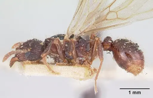 Tetramorium steinheili specimen CASENT0101801 image casent0101801_3