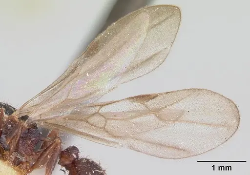 Tetramorium steinheili specimen CASENT0101801 image casent0101801_4