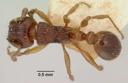 Tetramorium steinheili specimen CASENT0101814 image casent0101814_1