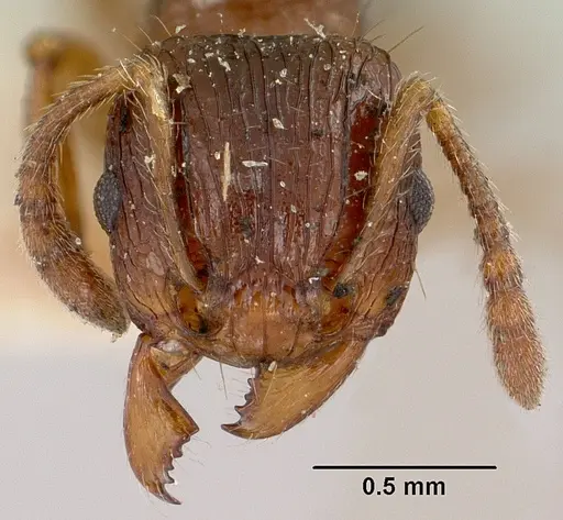 Tetramorium steinheili specimen CASENT0101814 image casent0101814_2