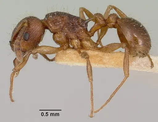 Tetramorium steinheili specimen CASENT0101814 image casent0101814_3