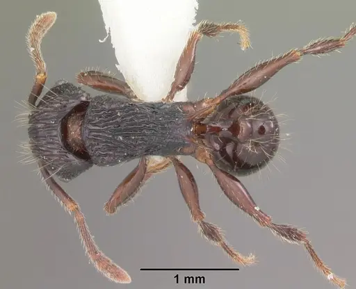 Tetramorium steinheili specimen CASENT0102393 image casent0102393_1