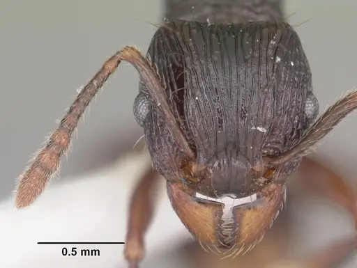 Tetramorium steinheili specimen CASENT0102393 image casent0102393_2