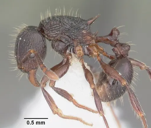 Tetramorium steinheili specimen CASENT0102393 image casent0102393_3