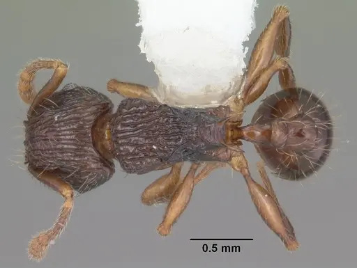 Tetramorium steinheili specimen CASENT0102394 image casent0102394_1