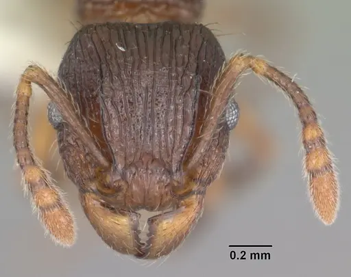 Tetramorium steinheili specimen CASENT0102394 image casent0102394_2