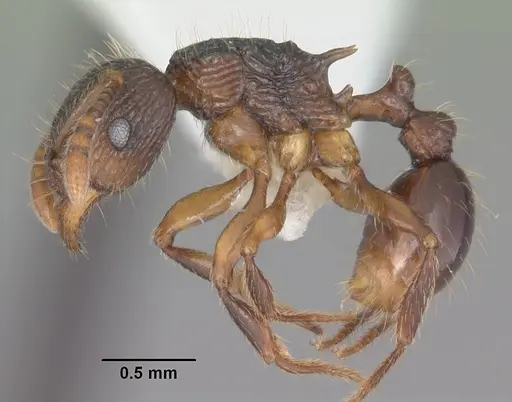 Tetramorium steinheili specimen CASENT0102394 image casent0102394_3