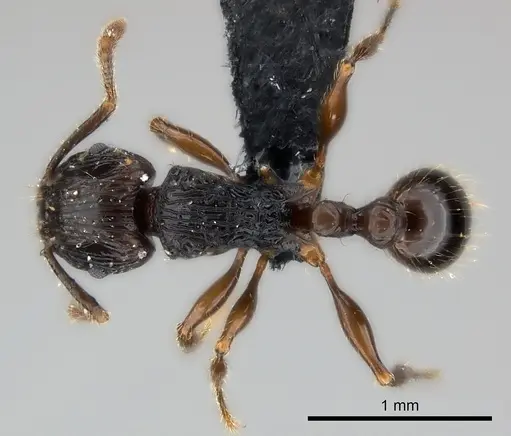 Tetramorium steinheili specimen CASENT0118415 image casent0118415_1