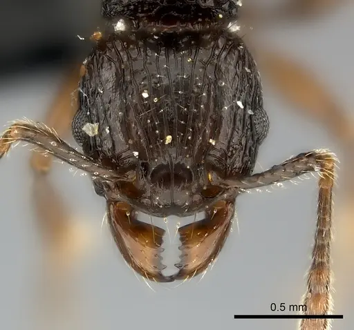Tetramorium steinheili specimen CASENT0118415 image casent0118415_2