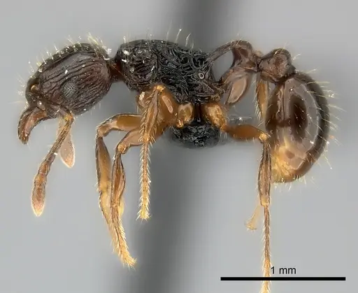 Tetramorium steinheili specimen CASENT0118415 image casent0118415_3