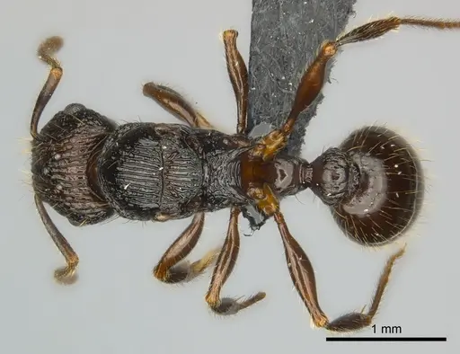 Tetramorium steinheili specimen CASENT0140966 image casent0140966_1