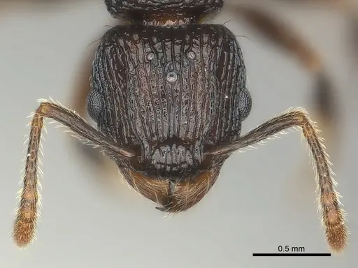 Tetramorium steinheili specimen CASENT0140966 image casent0140966_2