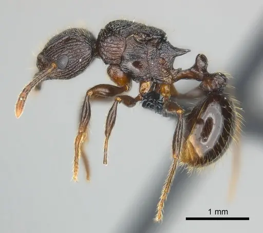 Tetramorium steinheili specimen CASENT0140966 image casent0140966_3