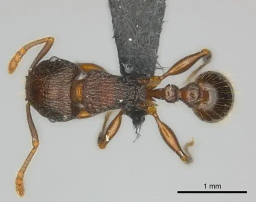 Tetramorium steinheili specimen CASENT0142632 image casent0142632_1