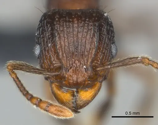 Tetramorium steinheili specimen CASENT0142632 image casent0142632_2
