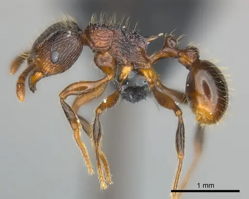 Tetramorium steinheili specimen CASENT0142632 image casent0142632_3