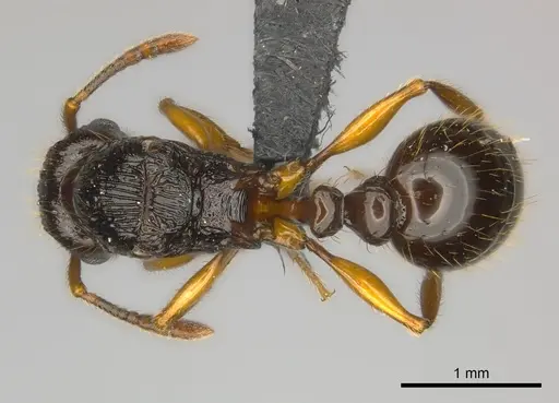 Tetramorium steinheili specimen CASENT0150877 image casent0150877_1
