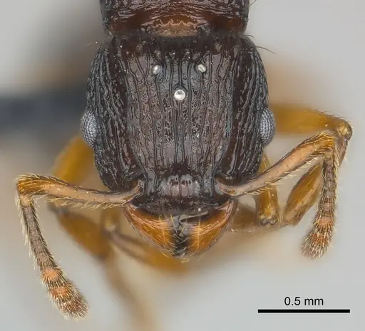 Tetramorium steinheili specimen CASENT0150877 image casent0150877_2