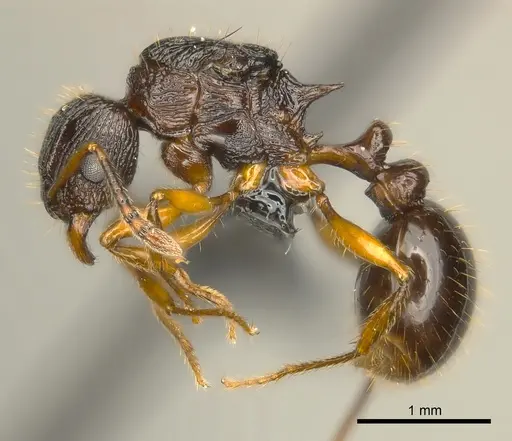 Tetramorium steinheili specimen CASENT0150877 image casent0150877_3