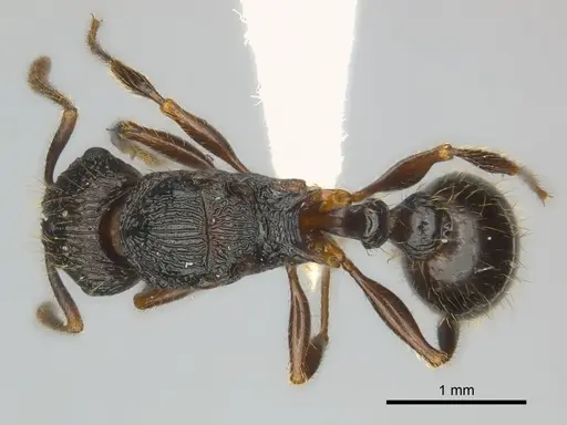 Tetramorium steinheili specimen CASENT0407810 image casent0407810_1