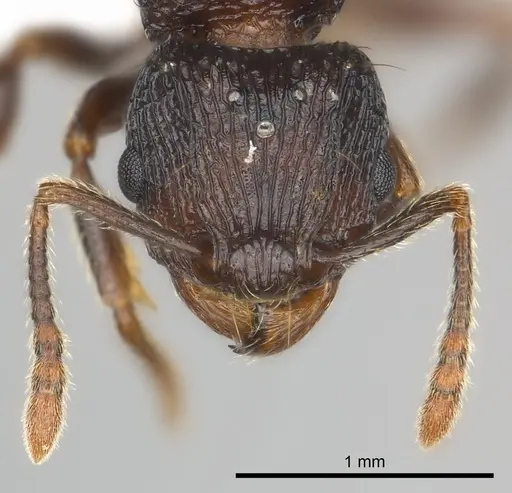 Tetramorium steinheili specimen CASENT0407810 image casent0407810_2