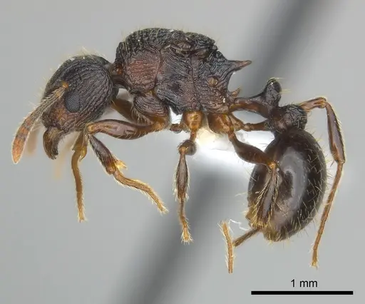 Tetramorium steinheili specimen CASENT0407810 image casent0407810_3