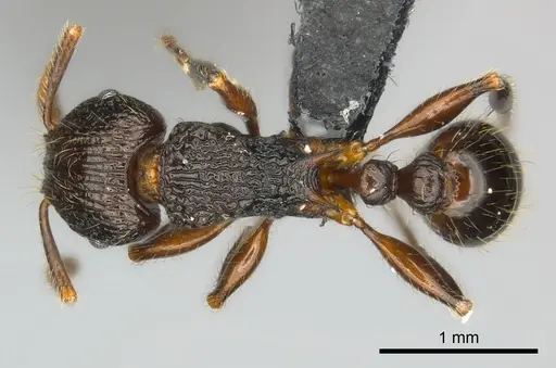 Tetramorium steinheili specimen CASENT0481234 image casent0481234_1