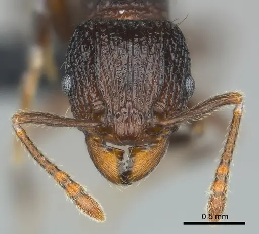 Tetramorium steinheili specimen CASENT0481234 image casent0481234_2