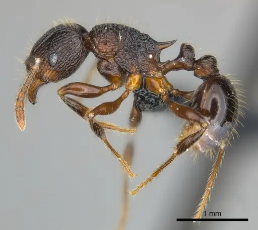 Tetramorium steinheili specimen CASENT0481234 image casent0481234_3