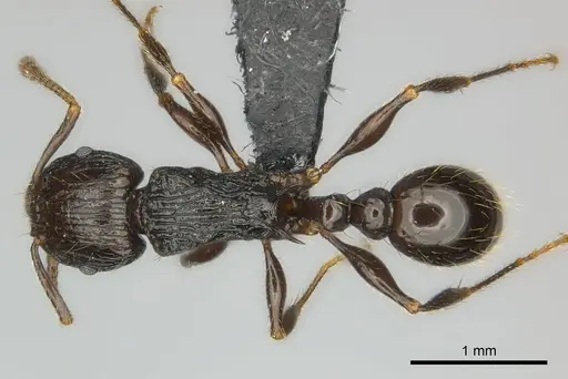 Tetramorium steinheili specimen CASENT0484422 image casent0484422_1