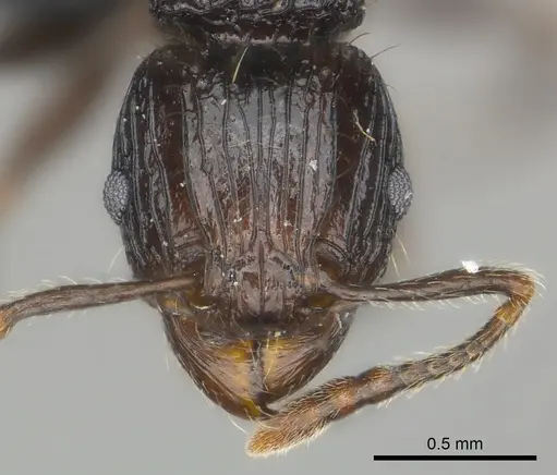 Tetramorium steinheili specimen CASENT0484422 image casent0484422_2
