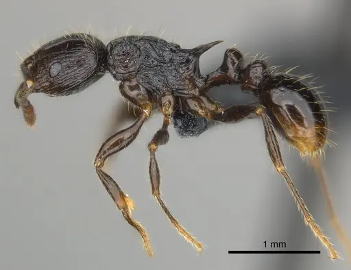 Tetramorium steinheili specimen CASENT0484422 image casent0484422_3