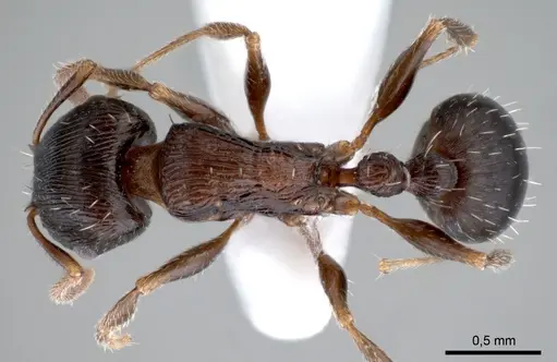 Tetramorium striativentre specimen ANTWEB1008086 image antweb1008086_1