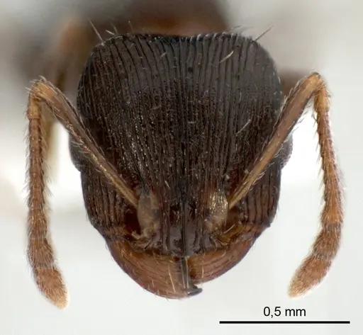 Tetramorium striativentre specimen ANTWEB1008086 image antweb1008086_2