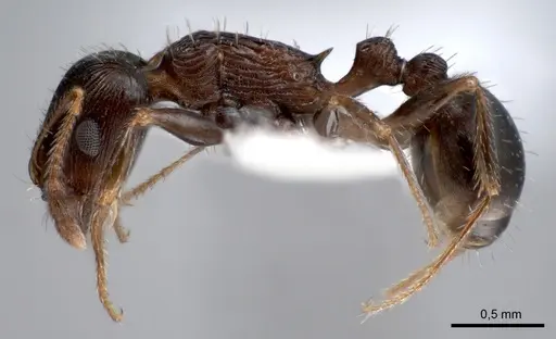 Tetramorium striativentre specimen ANTWEB1008086 image antweb1008086_3