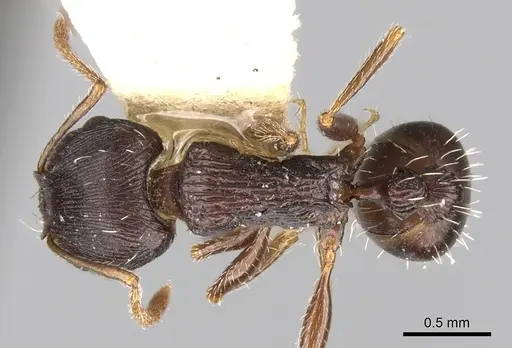 Tetramorium striativentre specimen CASENT0280927 image casent0280927_1