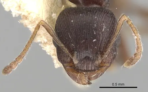 Tetramorium striativentre specimen CASENT0280927 image casent0280927_2