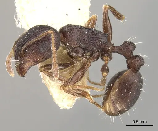 Tetramorium striativentre specimen CASENT0280927 image casent0280927_3