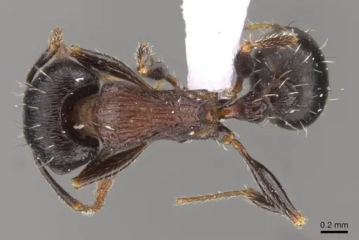 Tetramorium striativentre specimen CASENT0910227 image casent0910227_1