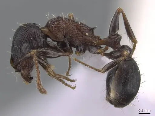 Tetramorium striativentre specimen CASENT0910227 image casent0910227_3