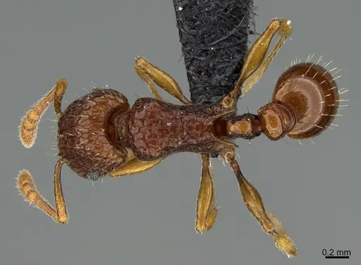 Tetramorium strictum specimen CASENT0118011 image casent0118011_1