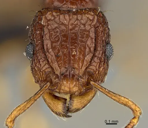 Tetramorium strictum specimen CASENT0118011 image casent0118011_2