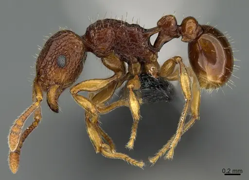 Tetramorium strictum specimen CASENT0118011 image casent0118011_3