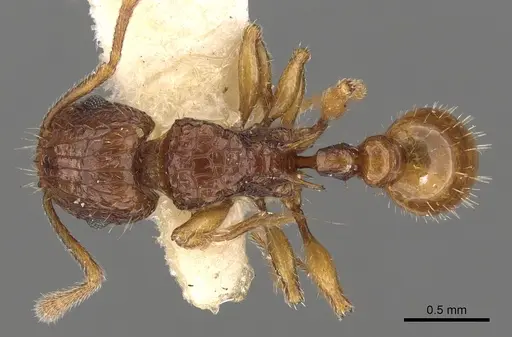 Tetramorium strictum specimen CASENT0901039 image casent0901039_1