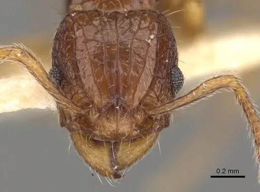 Tetramorium strictum specimen CASENT0901039 image casent0901039_2