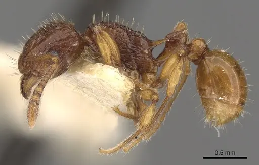 Tetramorium strictum specimen CASENT0901039 image casent0901039_3