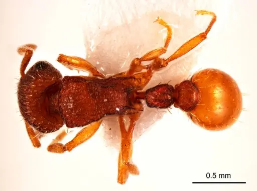 Tetramorium striolatum specimen ANTWEB1008725 image antweb1008725_1