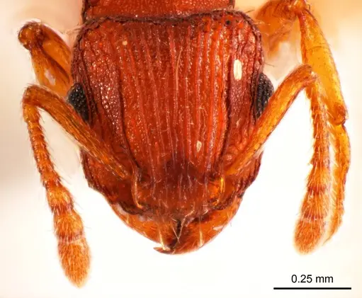 Tetramorium striolatum specimen ANTWEB1008725 image antweb1008725_2