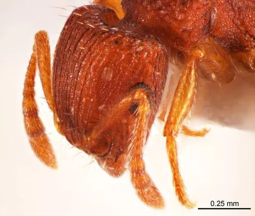 Tetramorium striolatum specimen ANTWEB1008725 image antweb1008725_3